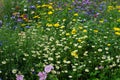 Wild cornfield mix, meadow flowers, native uk varieties Royalty Free Stock Photo