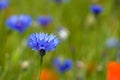 Wild cornflower