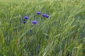 Wild cornflowers on a background of green spiky field