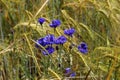 Wild cornflowers on a background of green spiky field