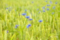 Cornflowers flowers field Royalty Free Stock Photo