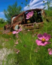 Wild cosmos have taken root in a rusted military truck a monument to nature's determination over time. Abandoned