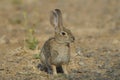 Wild cotton tail rabbit Royalty Free Stock Photo