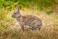 Wild cotton tail rabbit sitting in the gras Royalty Free Stock Photo