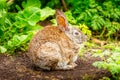 Wild cotton tail rabbit sitting in the gras Royalty Free Stock Photo