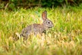 Wild cotton tail rabbit sitting in the gras Royalty Free Stock Photo