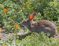 Wild Cottontail Brush Rabbit in spring grass