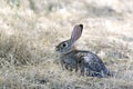 Wild Cottontail Rabbit Royalty Free Stock Photo