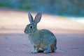 Wild Cottontail Rabbit Royalty Free Stock Photo