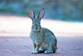 Wild Cottontail Rabbit