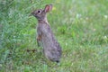 Wild Cottontail Rabbit Nibbling on Grasses