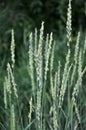 In the meadow growing cereal plant couch grass Elymus repens