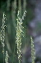 In the meadow growing cereal plant couch grass Elymus repens