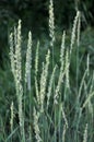 In the meadow growing cereal plant couch grass Elymus repens