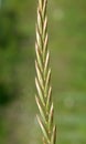 In the meadow growing cereal plant couch grass Elymus repens