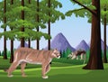 Wild cougar in the jungle scene