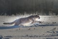 Cougar Puma concolor, also commonly known as the mountain lion, puma, panther, or catamount. is the greatest of any large wild t