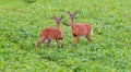 Pair of whitetail deer standing alert in green leaves in field Royalty Free Stock Photo