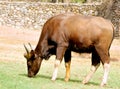 Wild cow Royalty Free Stock Photo