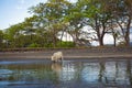 Wild cow Royalty Free Stock Photo