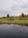 Wild Cow Royalty Free Stock Photo