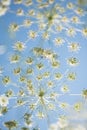 Wild cow parsley at the blue sky Royalty Free Stock Photo