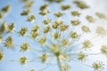 Wild cow parsley close up detail with blue sky and clouds on the Royalty Free Stock Photo