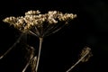 Wild cow parsnip in Alaska Royalty Free Stock Photo