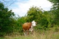 Wild Cow in Swedish West Coast on Island