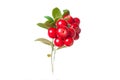 Wild cowberry foxberry, lingonberry with leaves isolated on white background