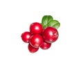 Wild cowberry (foxberry, lingonberry) on white