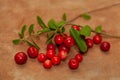 Wild cowberry with green leaves on brown background