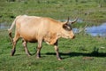 Wild cows grazing and eating grass in the meadow by the Engure lake Royalty Free Stock Photo