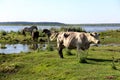 Wild cows grazing and eating grass in the meadow by the Engure lake Royalty Free Stock Photo