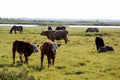 Wild cows grazing and eating grass in the meadow by the Engure lake Royalty Free Stock Photo