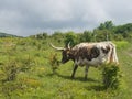 Wild cows in mountains of Virginia