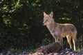 Wild Coyote Royalty Free Stock Photo