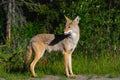 Wild Coyote Royalty Free Stock Photo