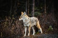 Wild Coyote Royalty Free Stock Photo