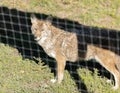 A wild coyote. Coyote in autumn day light in captivity Royalty Free Stock Photo