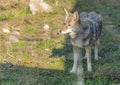 A wild coyote. Coyote in autumn day light in the forest Royalty Free Stock Photo