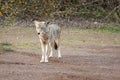Wild Coyote Begging For Food Royalty Free Stock Photo
