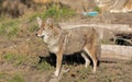 A wild coyote. Coyote in autumn day light in the forest Royalty Free Stock Photo