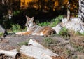 A wild coyote. Coyote in autumn day light resting in the forest Royalty Free Stock Photo