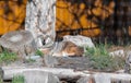 A wild coyote. Coyote in autumn day light resting in the forest Royalty Free Stock Photo