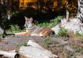 A wild coyote. Coyote in autumn day light resting in the forest Royalty Free Stock Photo