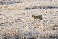 Wild Coyote Royalty Free Stock Photo