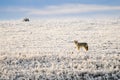Wild Coyote Royalty Free Stock Photo
