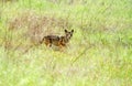 Wild coyote in grassland Royalty Free Stock Photo