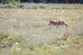 Wild coyote Royalty Free Stock Photo